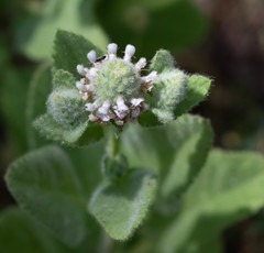 Stachys pycnantha