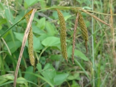 Carex mitchelliana