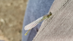 Erythromma