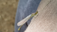 Erythromma