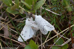 Spilosoma dubia