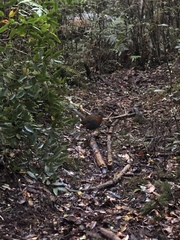 Scelorchilus rubecula