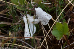 Spilosoma dubia