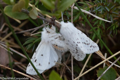 Spilosoma dubia