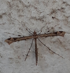 Stenoptilodes sematodactyla