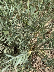Oxytropis lambertii