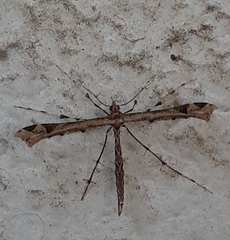 Stenoptilodes sematodactyla