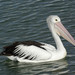Australian Pelican - Photo (c) jcharmon, some rights reserved (CC BY-NC), uploaded by jcharmon