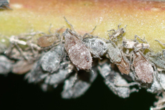 Rhopalosiphum padi
