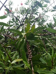 Teuchothrips disjunctus