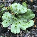 Marchantia polymorpha ruderalis - Photo (c) Sarah Martinez, some rights reserved (CC BY-NC)