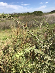 Centromadia parryi australis