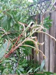 Teuchothrips disjunctus