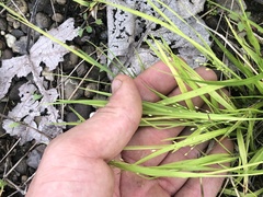 Dichanthelium linearifolium