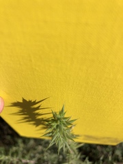 Centromadia parryi australis