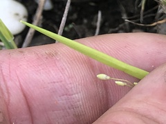 Dichanthelium linearifolium