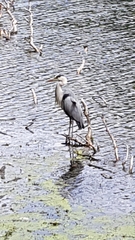 Ardea cinerea