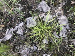 Dichanthelium linearifolium