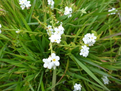 Plagiobothrys chorisianus