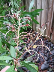 Teuchothrips disjunctus