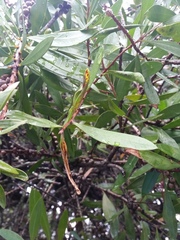 Teuchothrips disjunctus