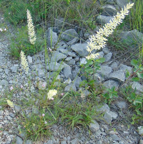 Koeleria splendens