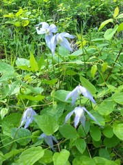 Clematis occidentalis