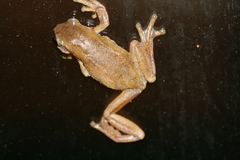 Litoria dentata