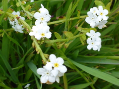 Plagiobothrys chorisianus