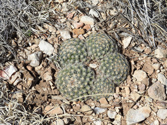 Escobaria vivipara kaibabensis