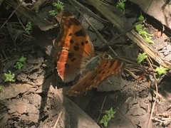 Polygonia comma