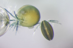 Frontipoda americana