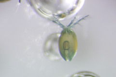 Frontipoda americana