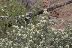 Ceanothus perplexans