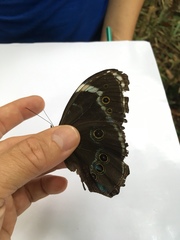 Morpho helenor pindarus