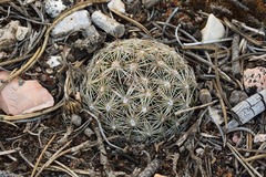 Escobaria vivipara kaibabensis