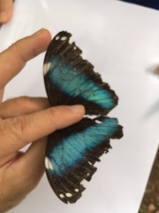 Morpho helenor pindarus