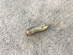 Arion circumscriptus