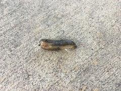 Arion circumscriptus