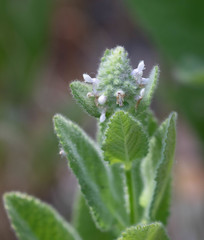 Stachys pycnantha