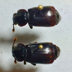Nicrophorus pustulatus