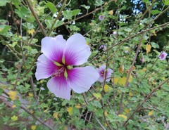Malva subovata bicolor