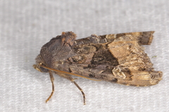 Euplexia benesimilis