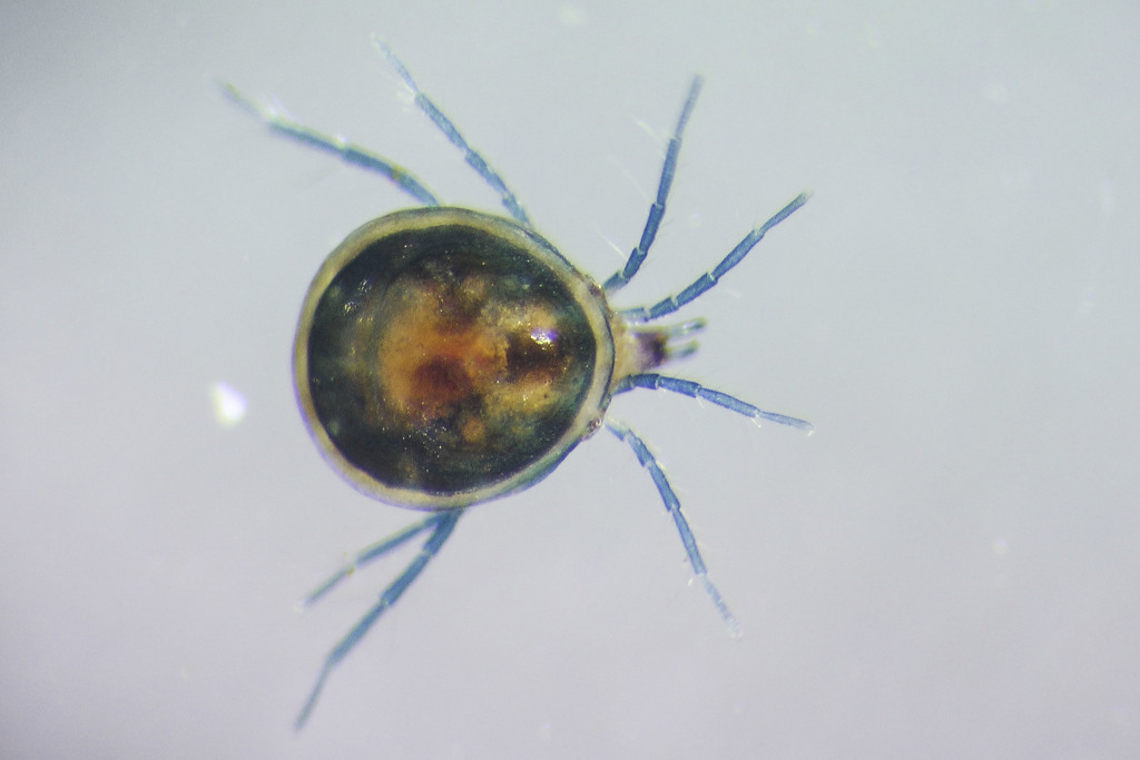 Unionicolidae