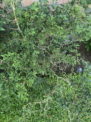 Capsicum annuum glabriusculum