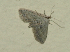 Araeopteron canescens