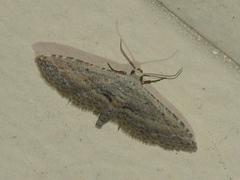 Araeopteron canescens