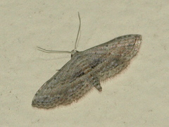 Araeopteron canescens