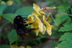 Bombus ignitus
