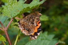 Vanessa indica